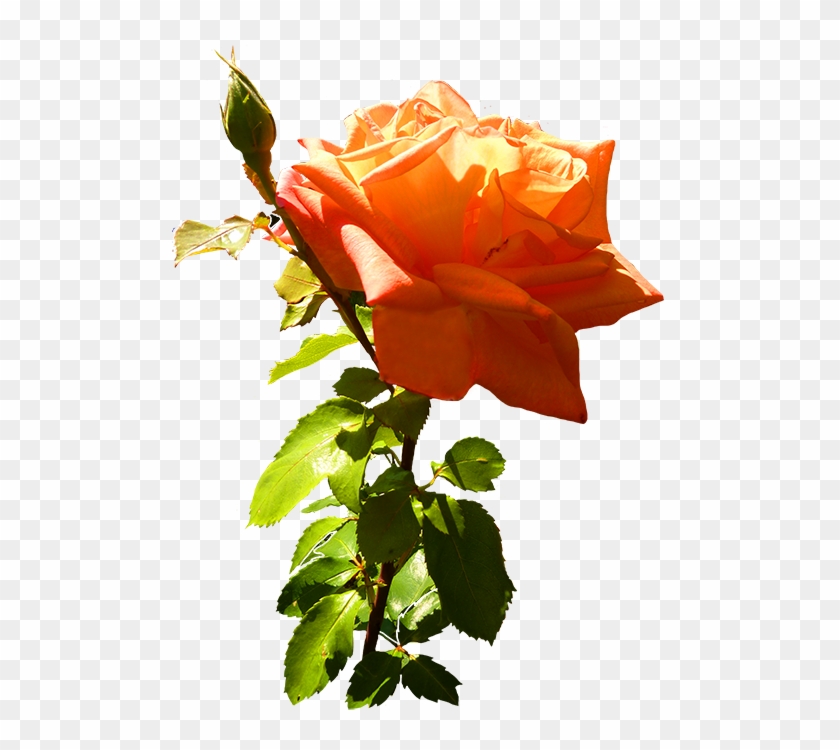 Orange Rose Clip Art With Leaves And Stem - Orange Roses Clip Art #43287