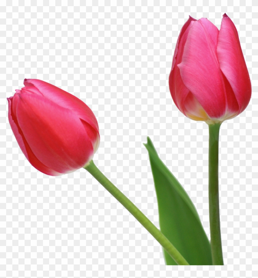 Transparent Tulips Png Flowers Clipart - Tulips .png #43492