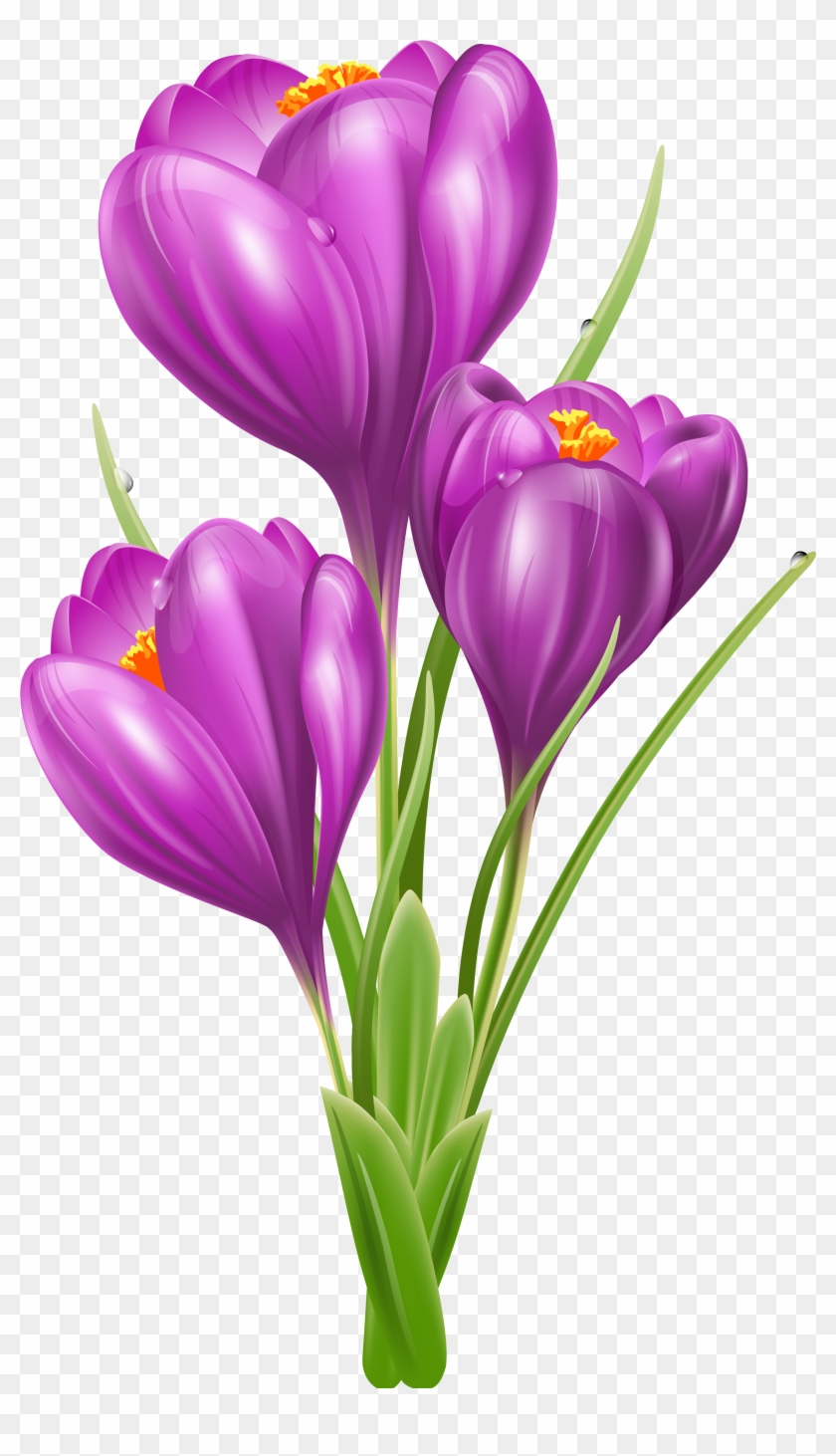 Transparent Crocus Png Clipart Picture - Crocus Clipart #43580