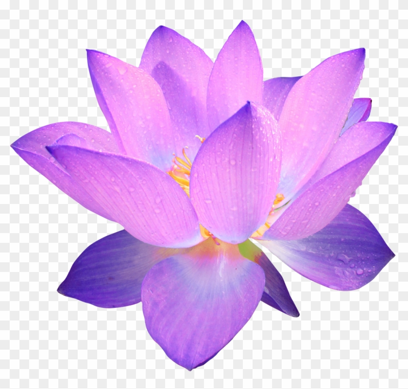 Flower Nelumbo Nucifera Purple Clip Art - Flower Nelumbo Nucifera Purple Clip Art #43800