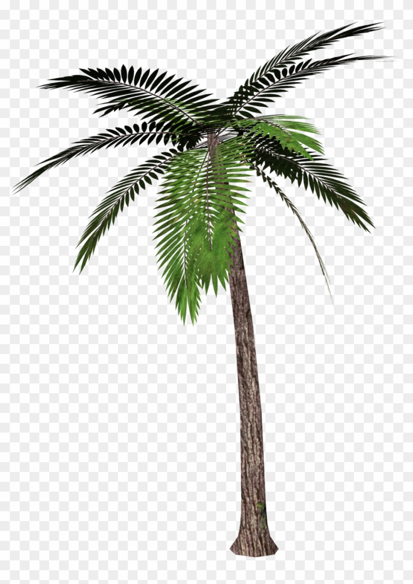 0, - Palm Tree Transparent Background #43797
