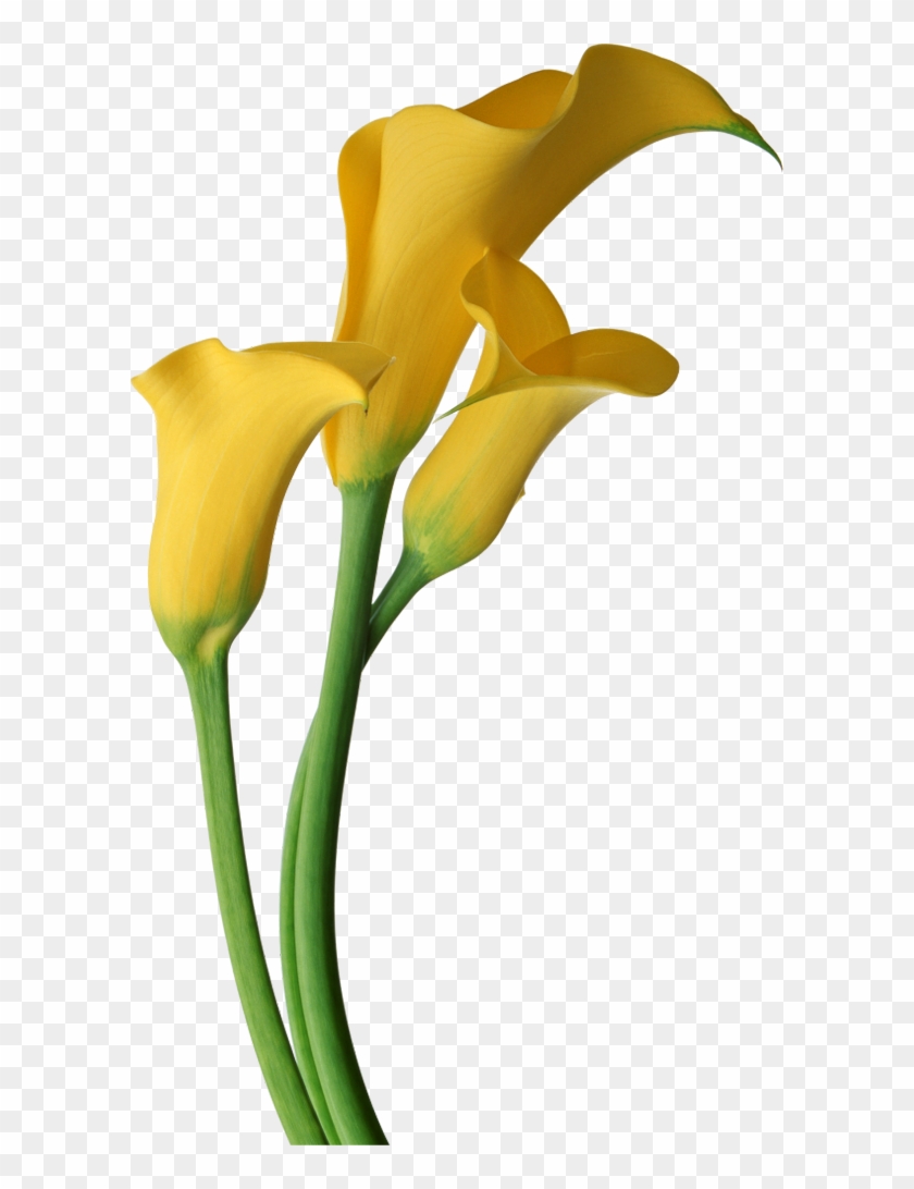 Yellow Transparent Calla Lilies Flowers Clipart - Yellow Calla Lily Flower #43820