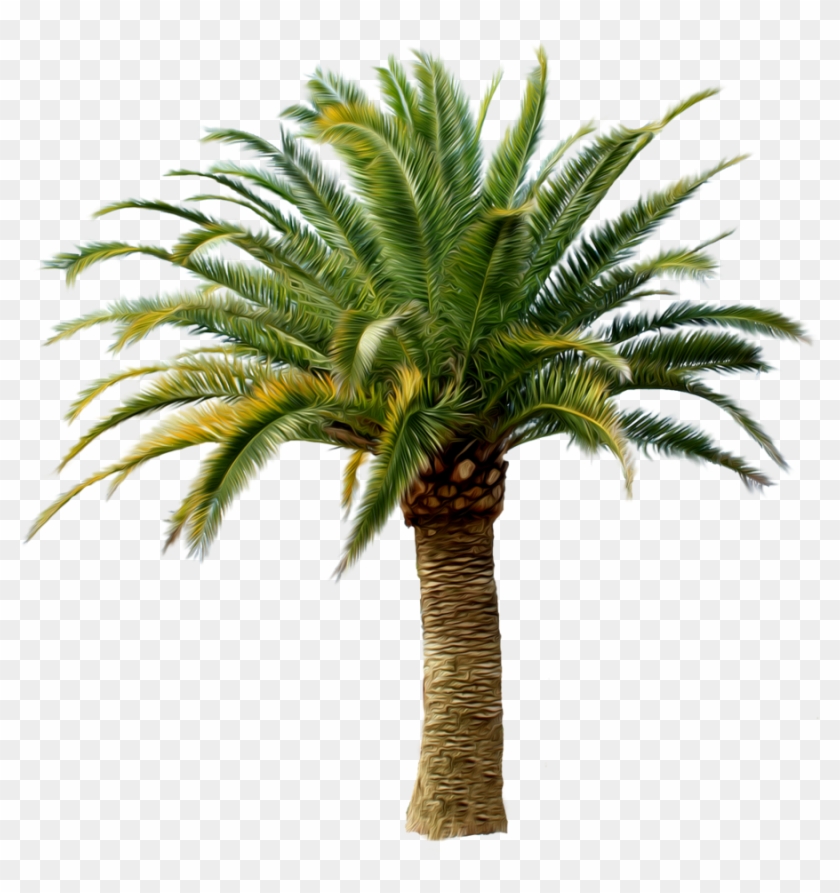 Palm Tree Png - Tom Sawyer Abroad & Tom Sawyer Detective #43875
