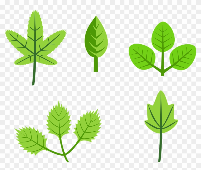 Set Of Leaves - Cartoon Leaves With Flowers #44093