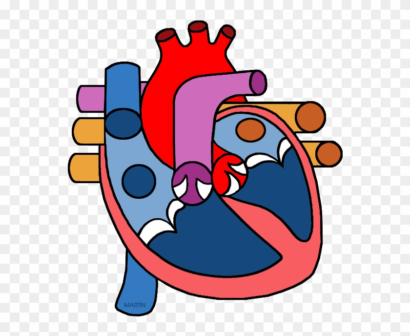 Science Clip Art By Phillip Martin - Heart Diagram No Labels #44206