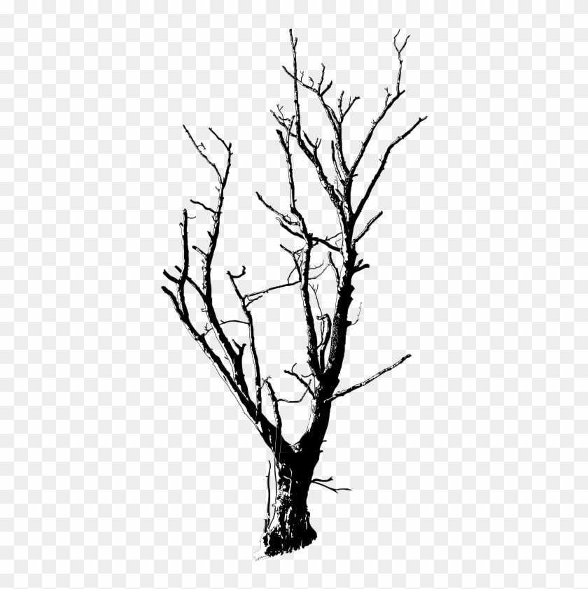 Medium Image - Dead Tree Black And White #44291