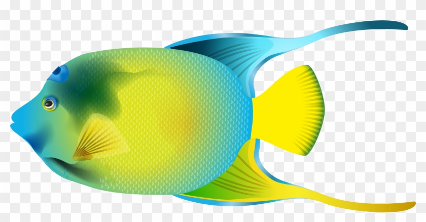 Angelfish Clipart #241174