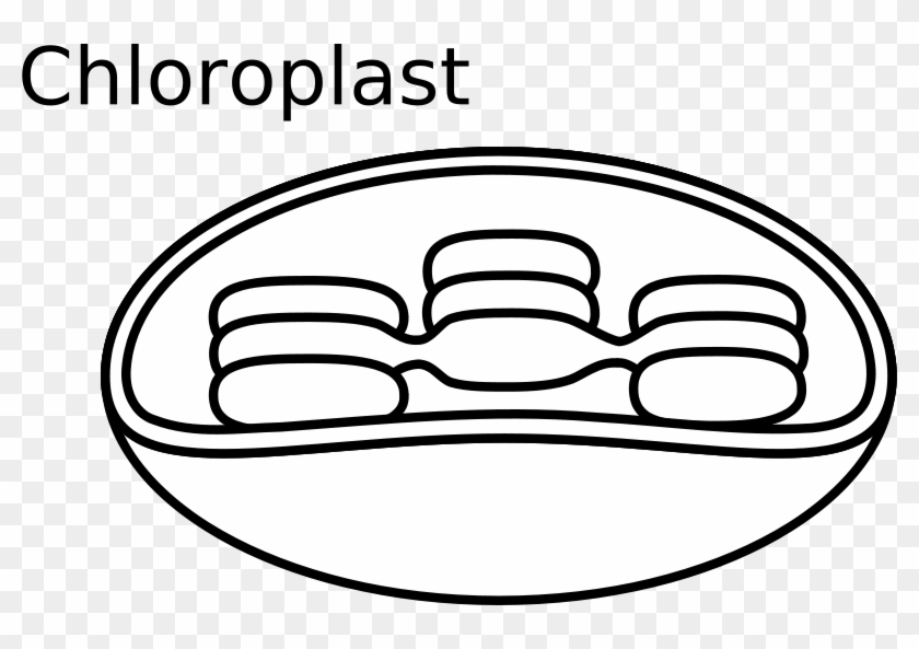 Free Vector Torisan Chloroplast Clip Art - Easy To Draw Chloroplast #241244