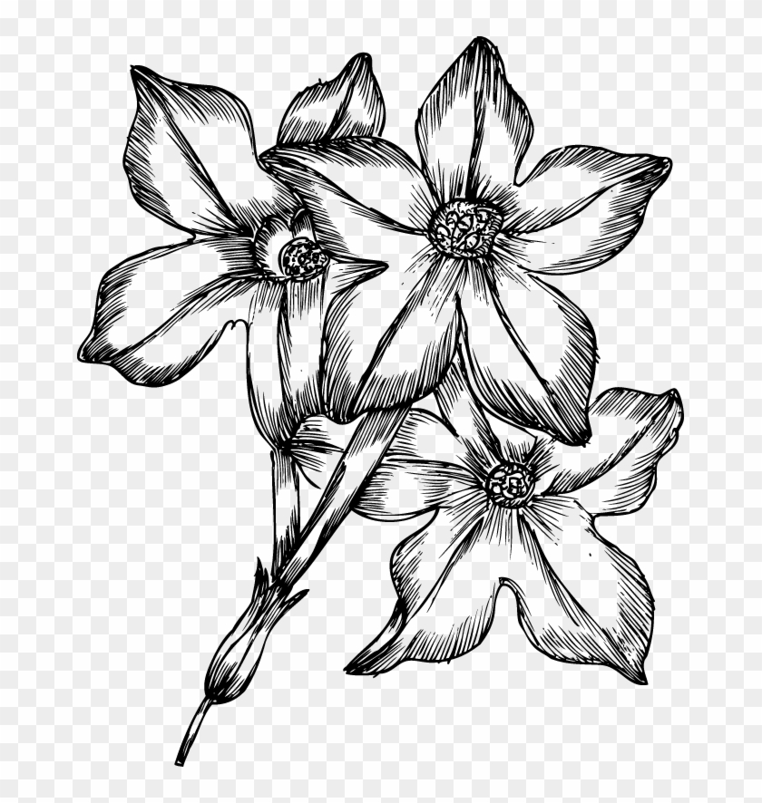 Flower Drawing Cherry Blossom Sketch PNG Clipart Black And White  Blossom Body Jewelry Cherry Cherry Blossom