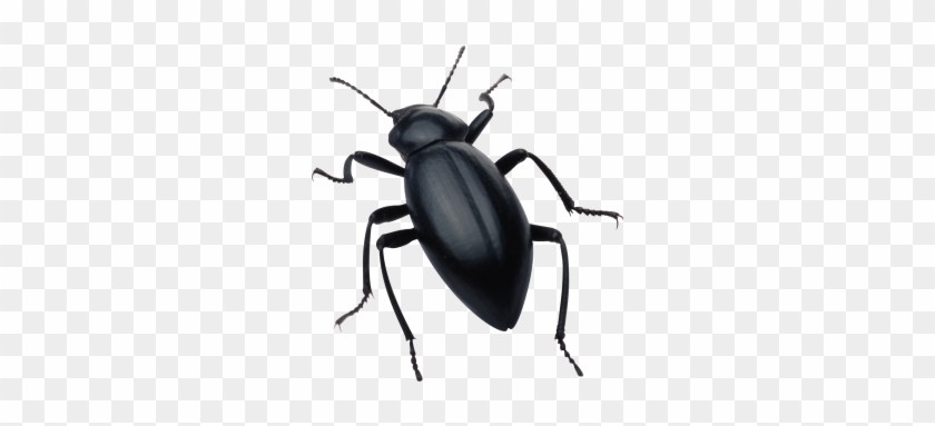 Beetle Silhouette Software Bug Clip Art - Collins Gem 9780007146246 By Michael Chinery & #241919
