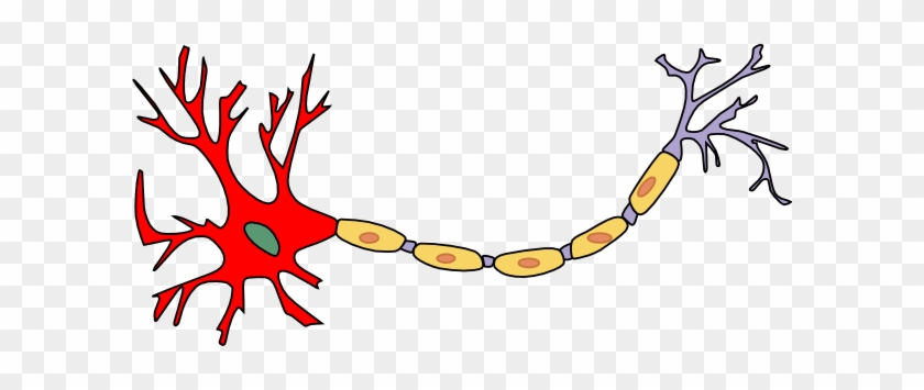 Neuron Clipart Simple - Demyelination And Potassium Channel #241940