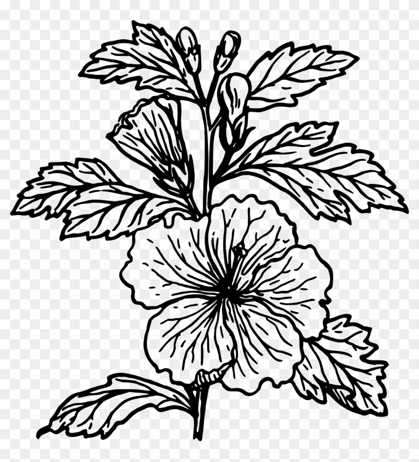 Clipart Hibiscus - Hibiscus Plant Black And White #242407