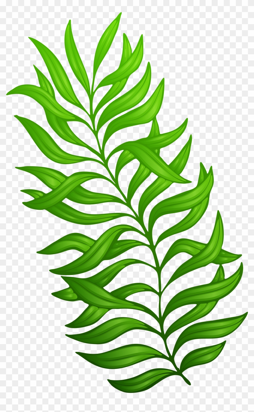 Exotic Green Plant Png Clipart Image - Plant Clip Art Png #242460