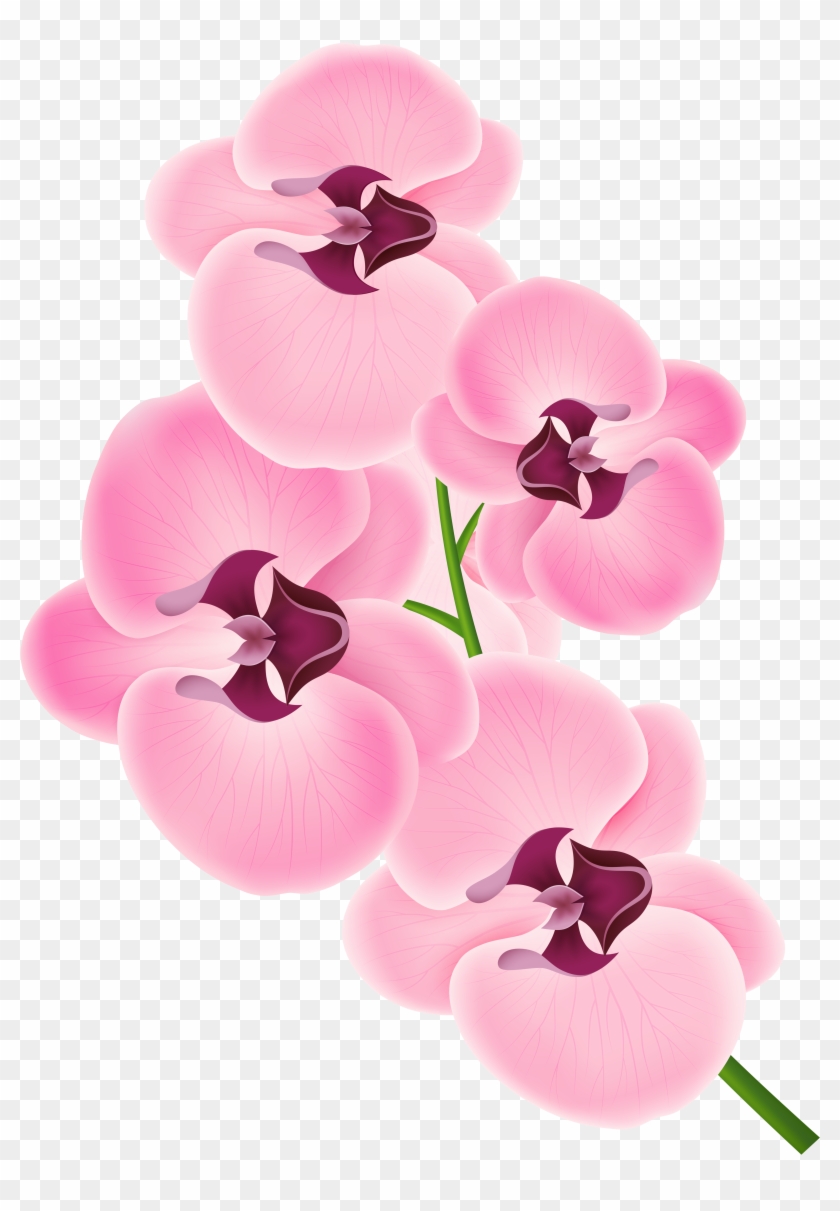 Fuschia Tropical Orchid Clipart - Orchid Png #242473
