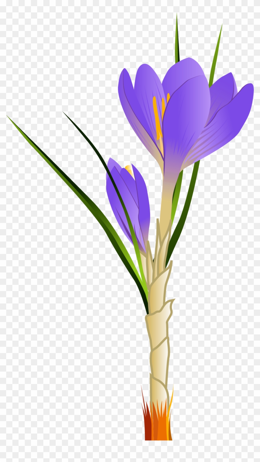 Spring Crocus Png Clipart Picture - Crocus Clipart #242715