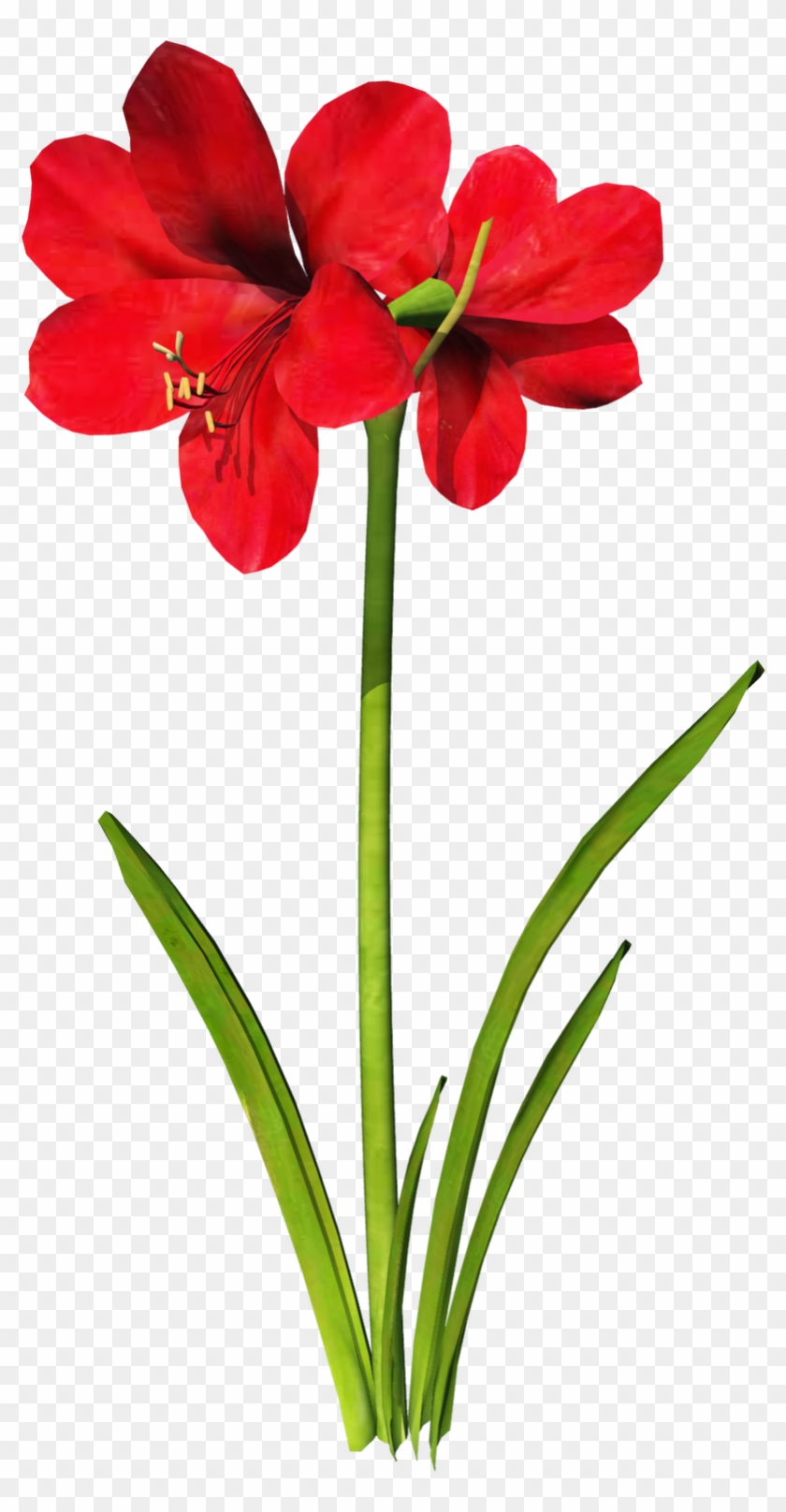 Amaryllis Flower Tattoo - Amaryllis Clipart #242728