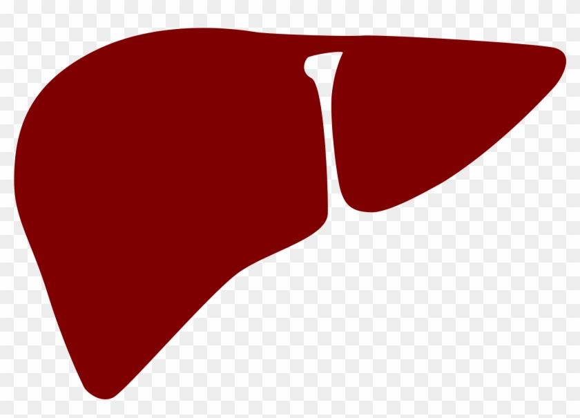 Like All Areas Of Cancer Research, Human Trials Of - Liver Clipart Png #242840