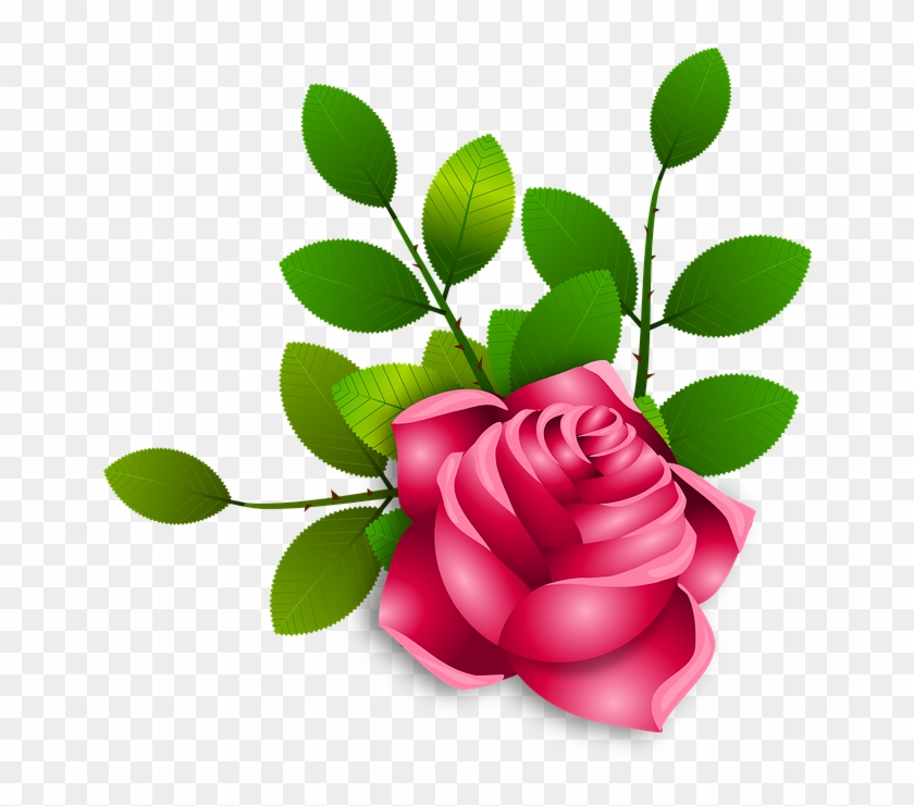 Roses-2031612 960 720 - Garden Roses #243195
