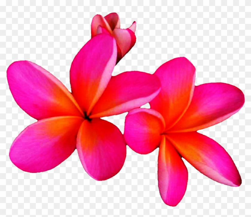 Hit Pink Frangipani By Jeanicebartzen27 Hit Pink Frangipani - Pink Plumeria Png #243250