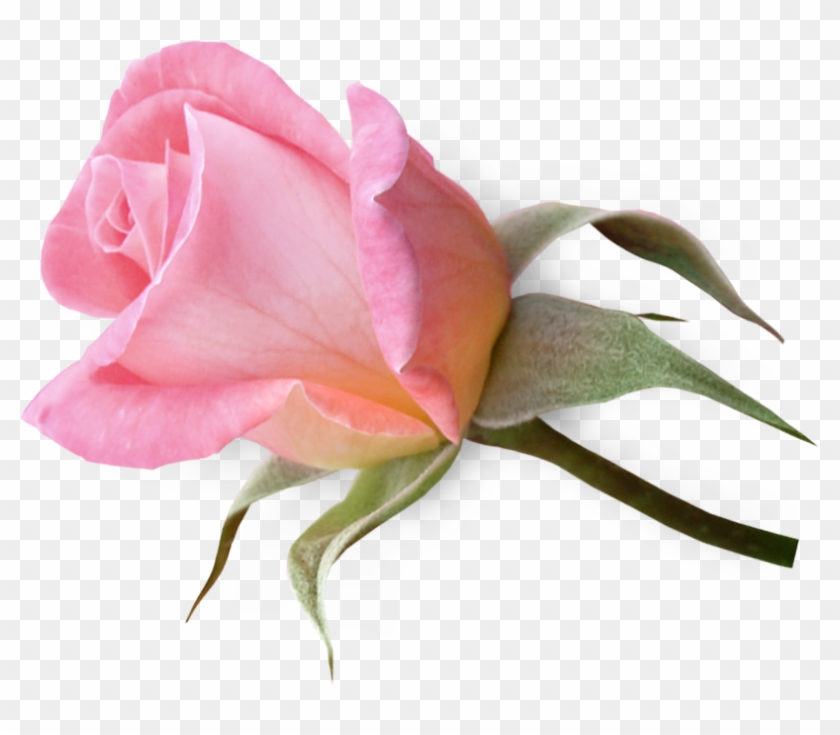 Flowerclipartpinkrosebud - Pink Rose Buds Png #243299