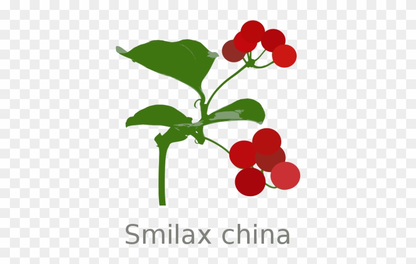 File - Smilax-china - Svg - Smilax China #243354