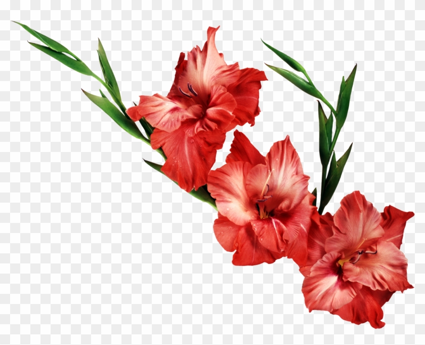 Rose Border Clip Art Png Download - Gladiolus Png #243638