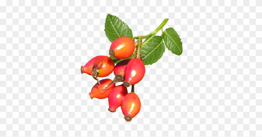 Wild Rose Hips - Wild Rose Hips Png #243670