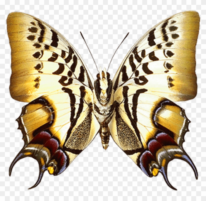 Free Png Download Real Butterfly Clipart Png Photo - Free Png Download Real Butterfly Clipart Png Photo #1555646