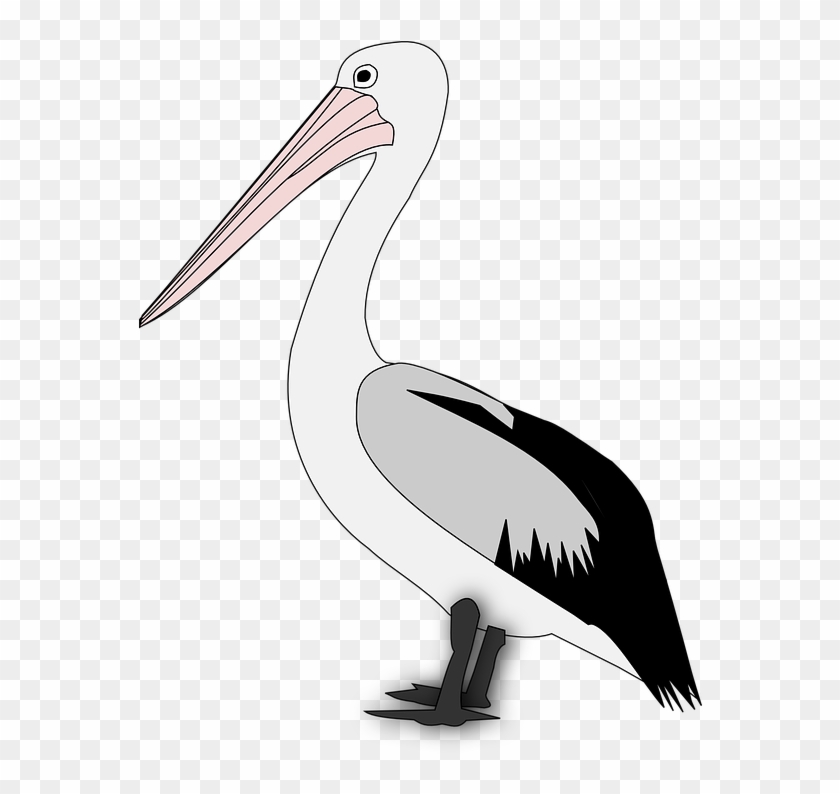 Pelican Png Transparent Images - Pelican Png Transparent Images #1556150