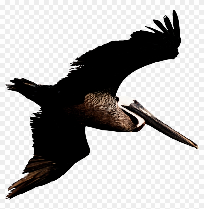 Angry Pelican Clip Art - Angry Pelican Clip Art #1556157