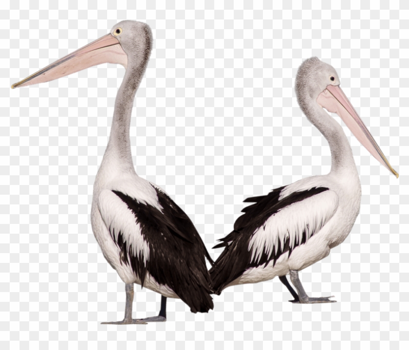 Free Png Pelican Birds Png Images Transparent - Free Png Pelican Birds Png Images Transparent #1556160