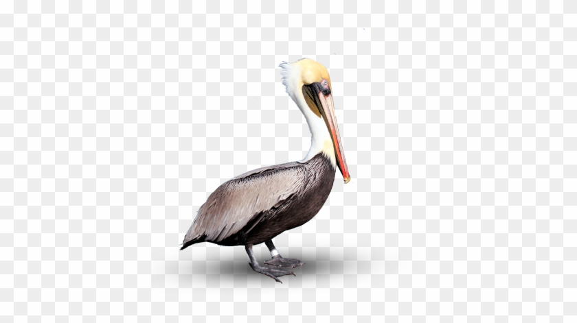 Pelican - Pelican #1556340