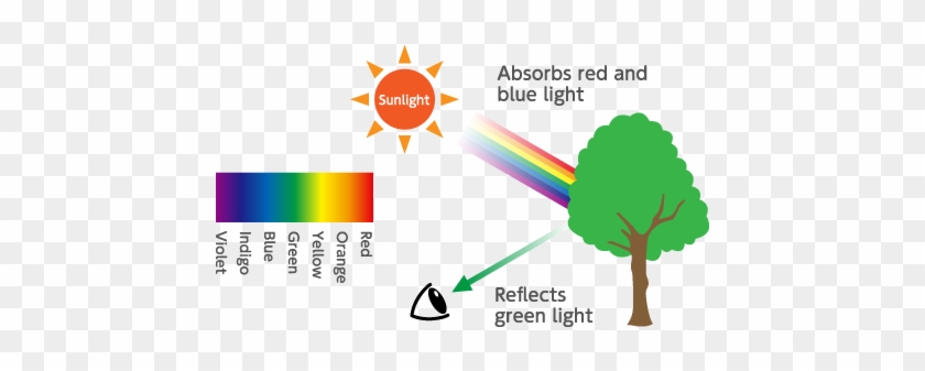 How Human Eye Can See A Green Leaf - How Human Eye Can See A Green Leaf #1557007
