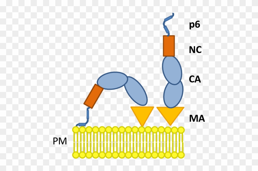 Model Of The Membrane Interaction Of Gag Mediated By - Model Of The Membrane Interaction Of Gag Mediated By #1557563