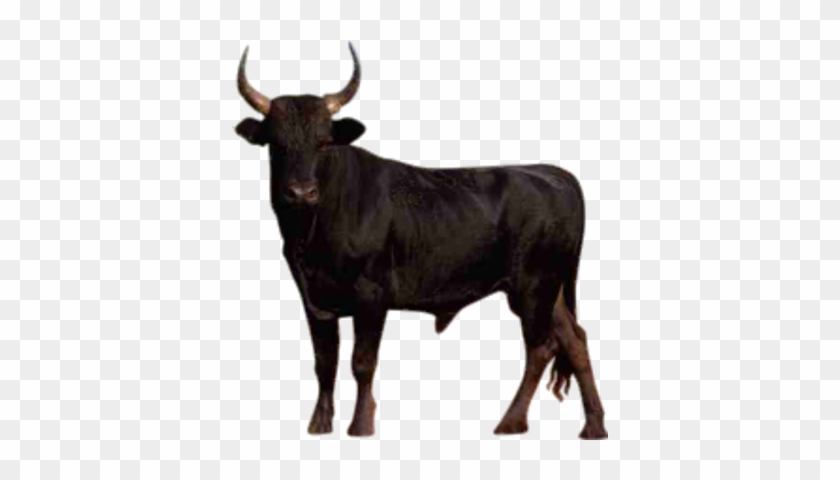 Psd Detail Bull Official Psds - Psd Detail Bull Official Psds #1558068