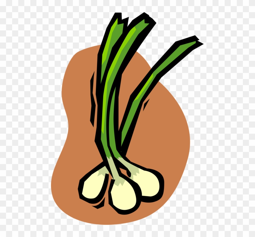 Vector Illustration Of Green Scallion Onion Vegetable - Vector Illustration Of Green Scallion Onion Vegetable #1558864