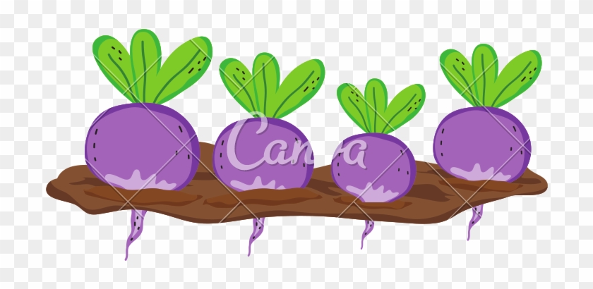 Nature Onions Cultivated Plantation Product - Nature Onions Cultivated Plantation Product #1558866