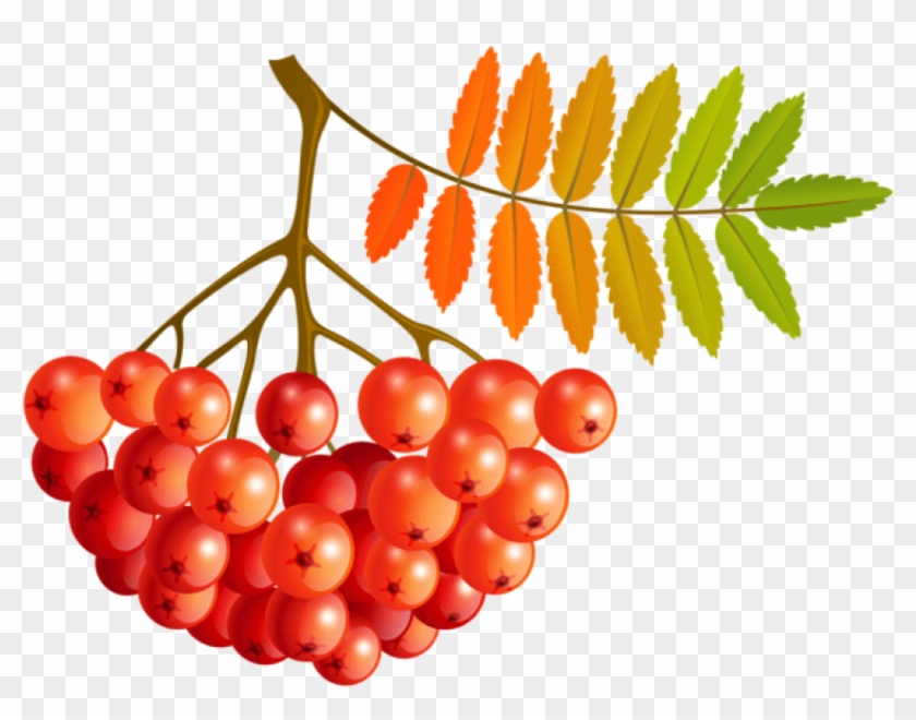 Free Png Download Fall Mountain Ash Fruits Clipart - Free Png Download Fall Mountain Ash Fruits Clipart #1559041