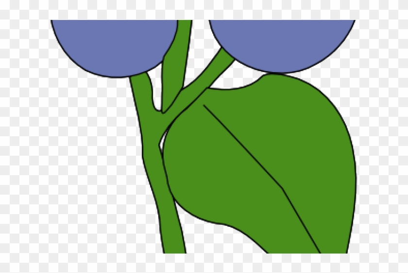 Blueberry Clipart Blueberry Tree - Blueberry Clipart Blueberry Tree #1561172