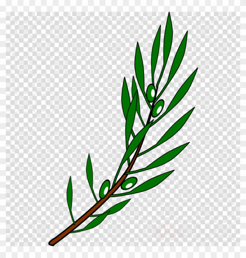 Olive Branch Drawing Clipart Olive Branch Petition - Olive Branch Drawing Clipart Olive Branch Petition #1561524