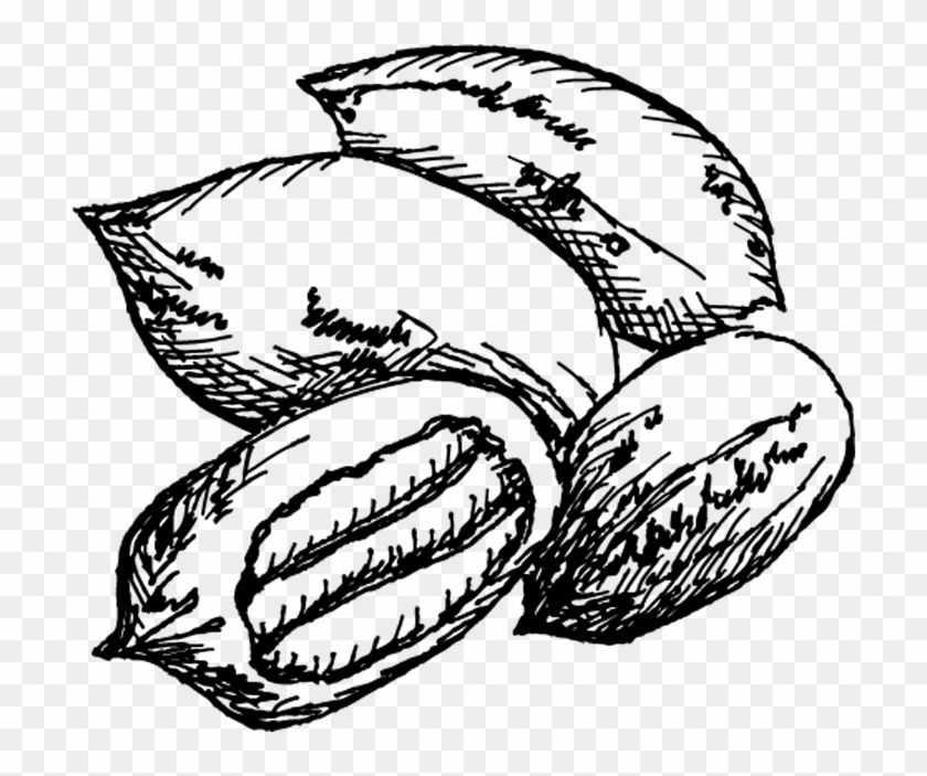 Pecan Trees For Sale - Pecan Trees For Sale #1561527