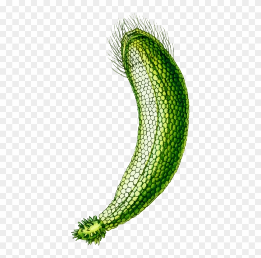 Algae Seaweed Computer Icons Encapsulated Postscript - Algae Seaweed Computer Icons Encapsulated Postscript #1562004