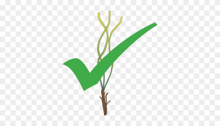 Ian Symbol Seagrass Propagule Colonisation - Ian Symbol Seagrass Propagule Colonisation #1562005