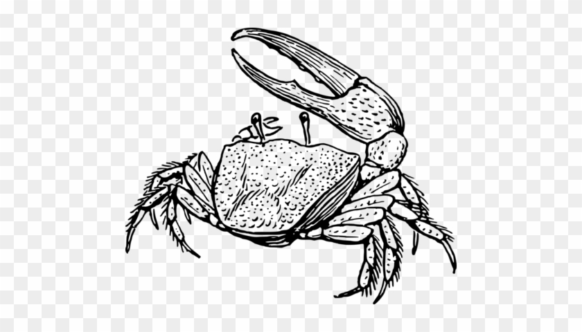 Animal, Crab, Crustacean, Marine, Ocean, Sea - Animal, Crab, Crustacean, Marine, Ocean, Sea #1562014