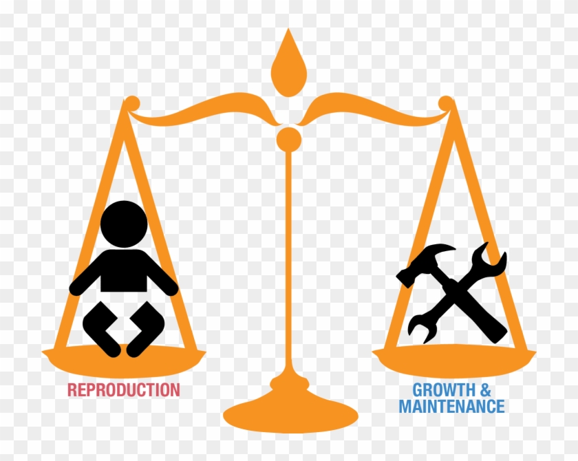 Trade-offs In Cancer Defense - Trade-offs In Cancer Defense #1562498
