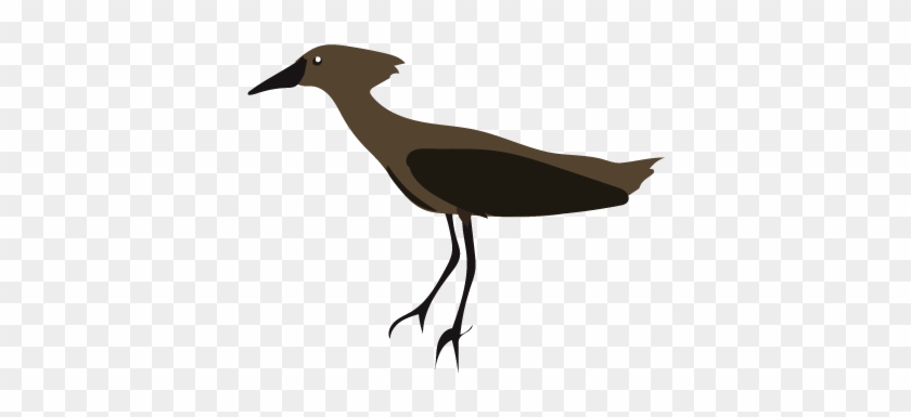 Like The Shoebill, The Hamerkop Is Also A Single Species - Like The Shoebill, The Hamerkop Is Also A Single Species #1563573