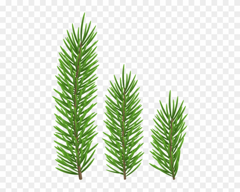 Free Png Pine Branch Set Png - Free Png Pine Branch Set Png #1564039