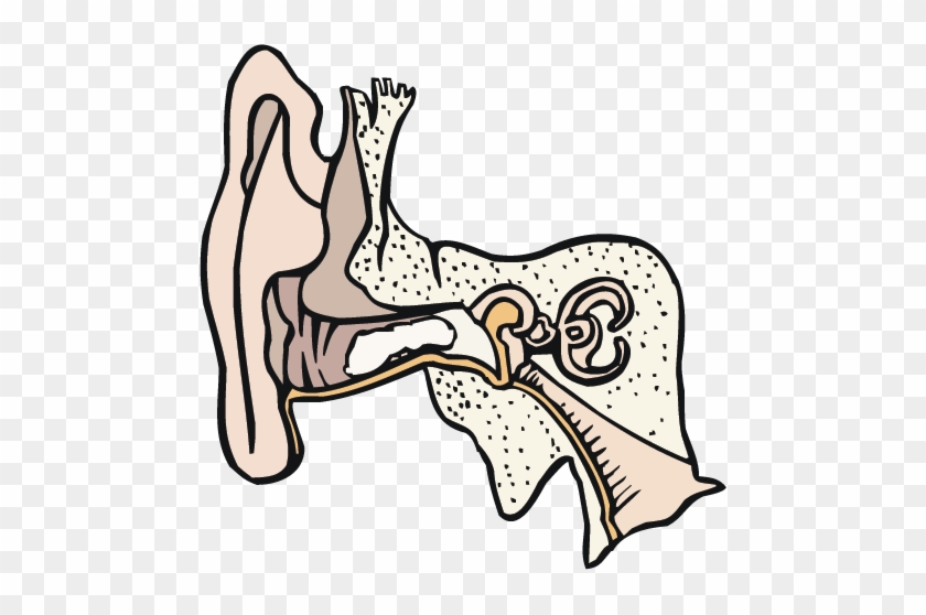 Ear-anatomy - Ear-anatomy #1566417