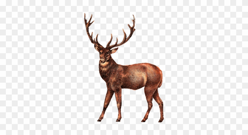 Vintage Deer Head Transparent Png Stickpng - Vintage Deer Head Transparent Png Stickpng #1567343