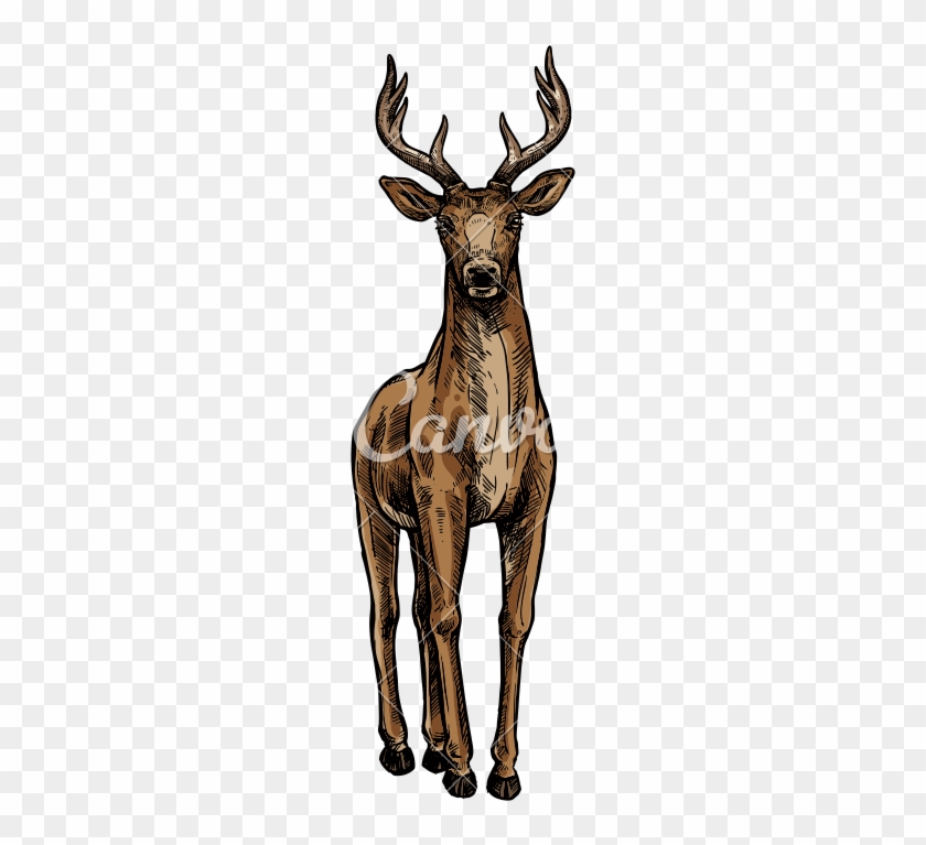 Deer Or Reindeer Sketch - Deer Or Reindeer Sketch #1567344